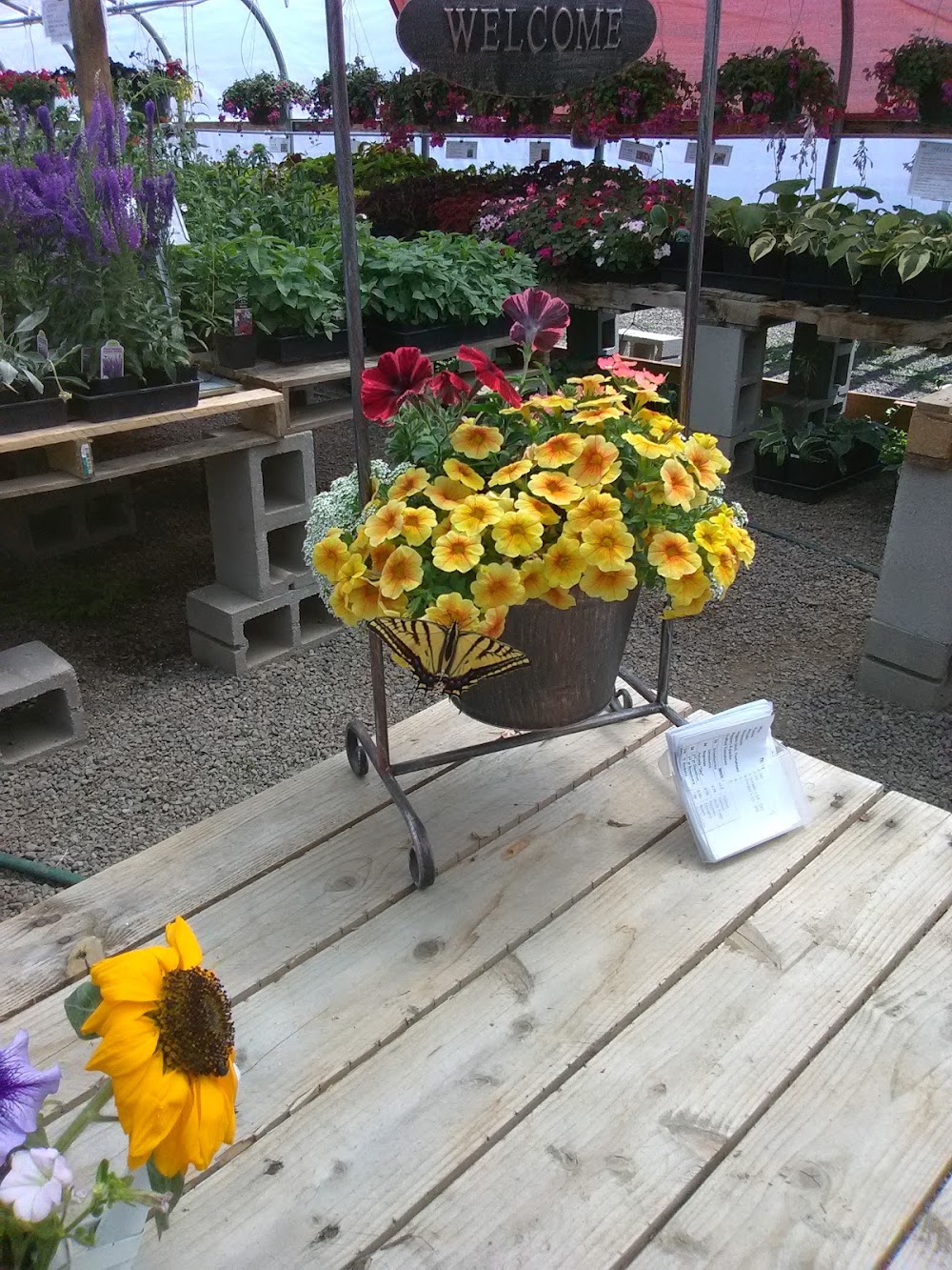 Trellis And Table Greenhouse
