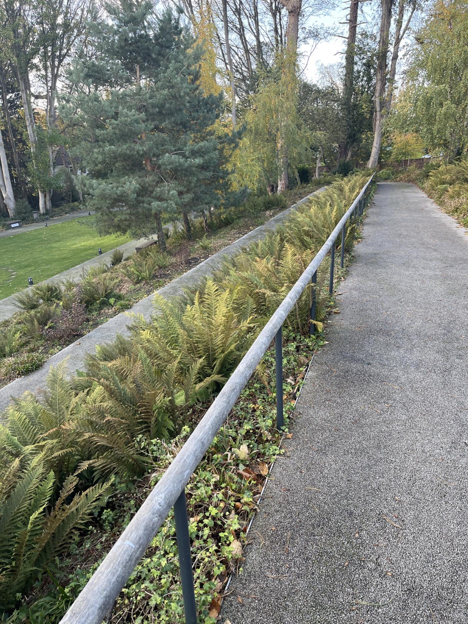 From start of path facing straight. Path bordered by handrail along left. Ferns and trees to left of handrail.