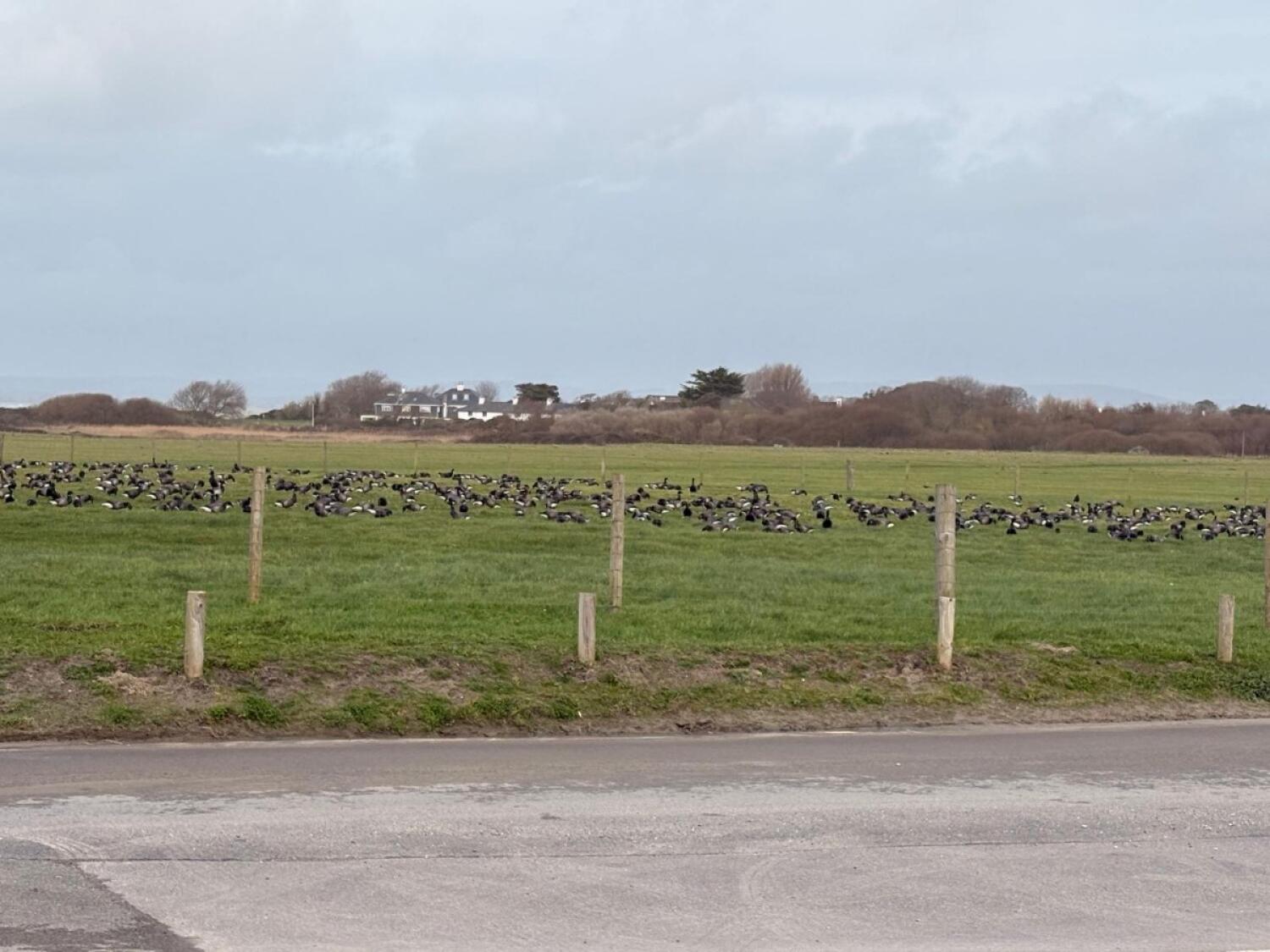 Large flock of black and white birds grazing on green field. Wooden fence posts spaced along field edge. Houses and trees in background under cloudy sky.