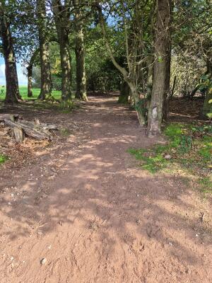 Dirt woodland path ahead between trees.